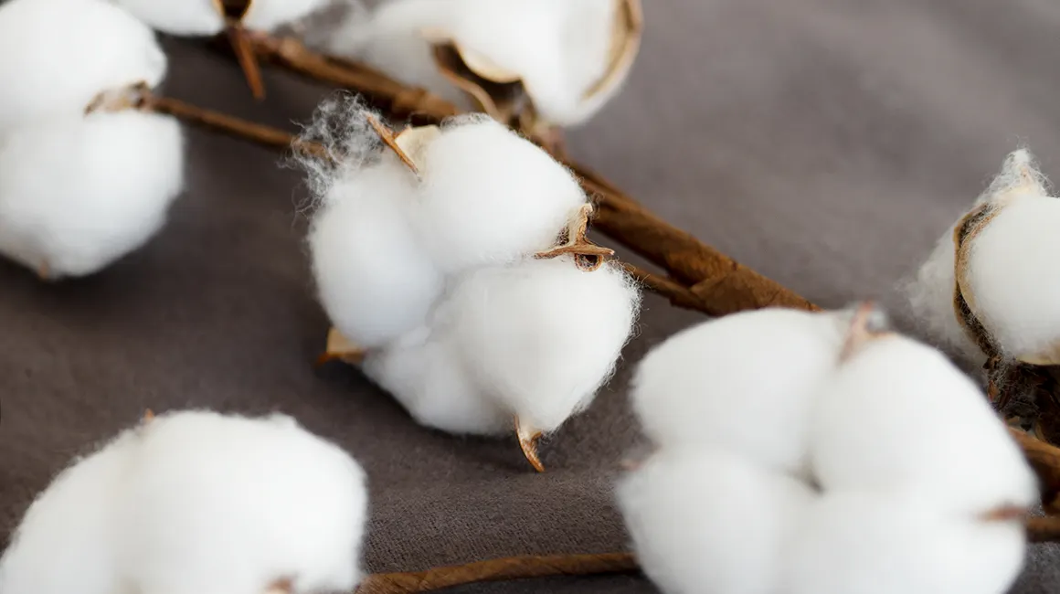 Foto: Baumwollblüten an einem Ast